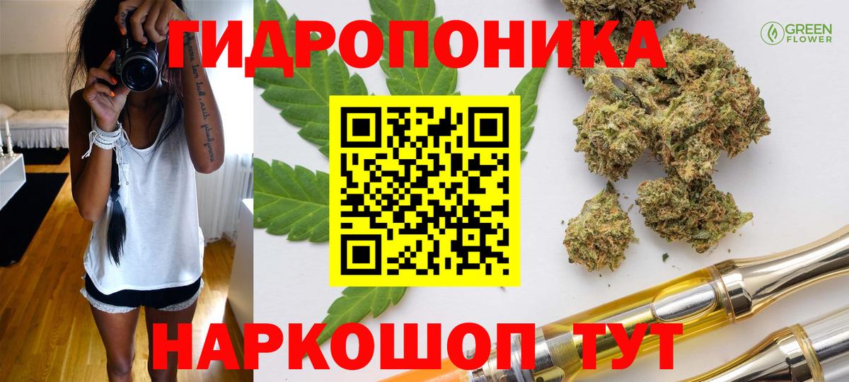 Каннабис сатива Томск